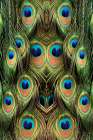 Male Peafowl feather pattern-Florida Art Print